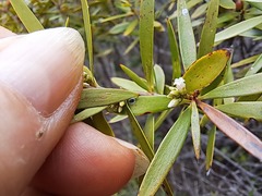 Rauvolfia semperflorens