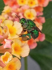 Euglossa