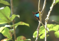 Mesoprepona pheridamas