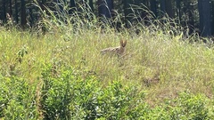Leptailurus serval serval