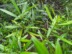 Rauvolfia semperflorens