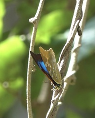 Mesoprepona pheridamas