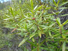 Rauvolfia semperflorens