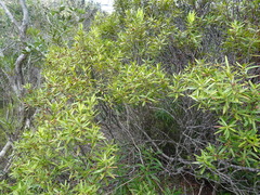 Rauvolfia semperflorens