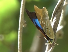 Mesoprepona pheridamas