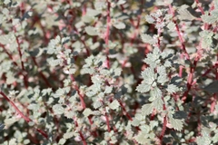 Forsskaolea tenacissima