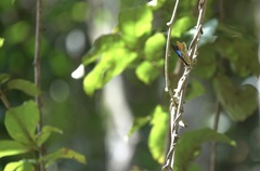 Mesoprepona pheridamas