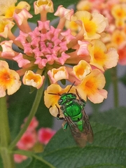 Euglossa