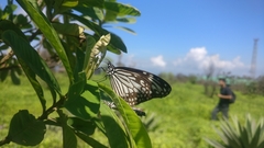 Parantica aglea