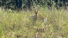 Leptailurus serval serval