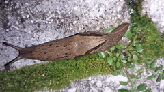 Drusia valenciennii