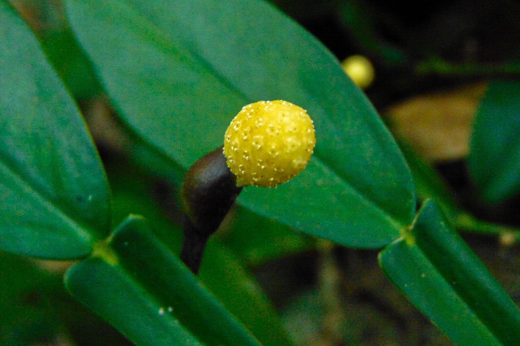 Pothos
