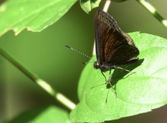 Riodinini