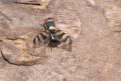 Ulidiidae