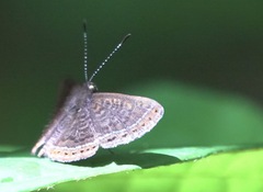 Riodinini