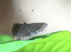 Riodinini