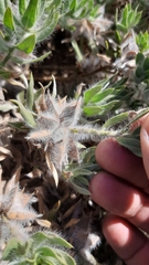 Xiphotheca lanceolata