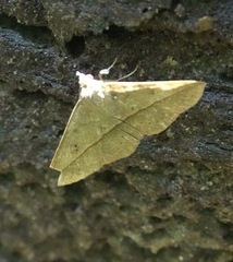 Eulepidotinae