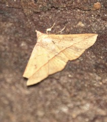 Eulepidotinae