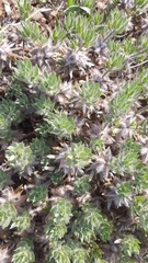 Xiphotheca lanceolata