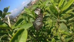 Parantica aglea