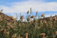 Phragmites australis