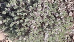 Xiphotheca lanceolata