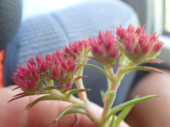 Crassula alba