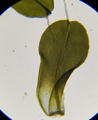 Syntrichia montana