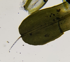 Syntrichia montana