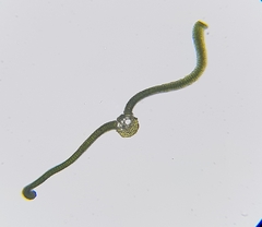 Syntrichia montana