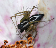 Oxyopes heterophthalmus
