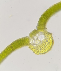 Syntrichia montana
