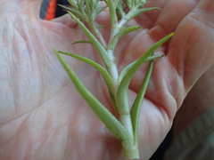 Crassula alba