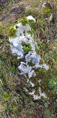 Syntrichia montana