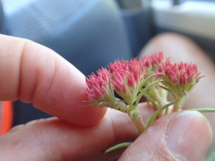 Crassula alba