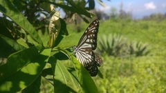 Parantica aglea