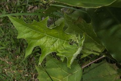 Solanum stramoniifolium