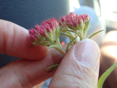 Crassula alba