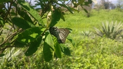 Parantica aglea