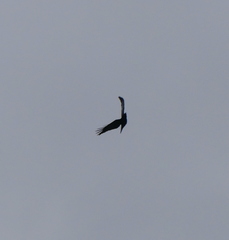 Corvus macrorhynchos