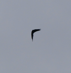 Corvus macrorhynchos