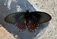 Parides photinus