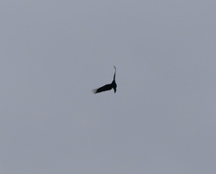 Corvus macrorhynchos