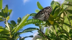 Parantica aglea