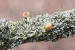 Loranthus europaeus