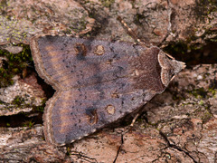 Cerastis faceta