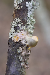 Loranthus europaeus