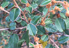 Pomaderris paniculosa paralia