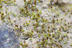 Pterygoneurum ovatum